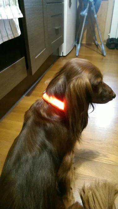 Coleiras fluorescentes luminosas para animais, LED de nylon