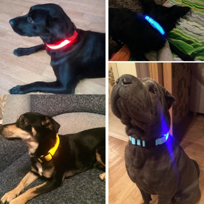 Coleiras fluorescentes luminosas para animais, LED de nylon