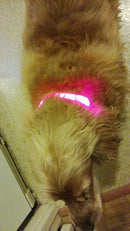 Coleiras fluorescentes luminosas para animais, LED de nylon