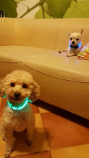 Coleiras fluorescentes luminosas para animais, LED de nylon