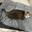 Cama de pelúcia extra-grande/sofá/cama pet