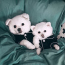 Pijama pet para cães e gatos