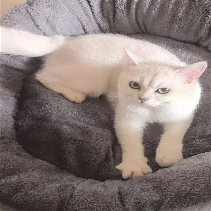 Cama Pet para cães e gatos estilo cesta