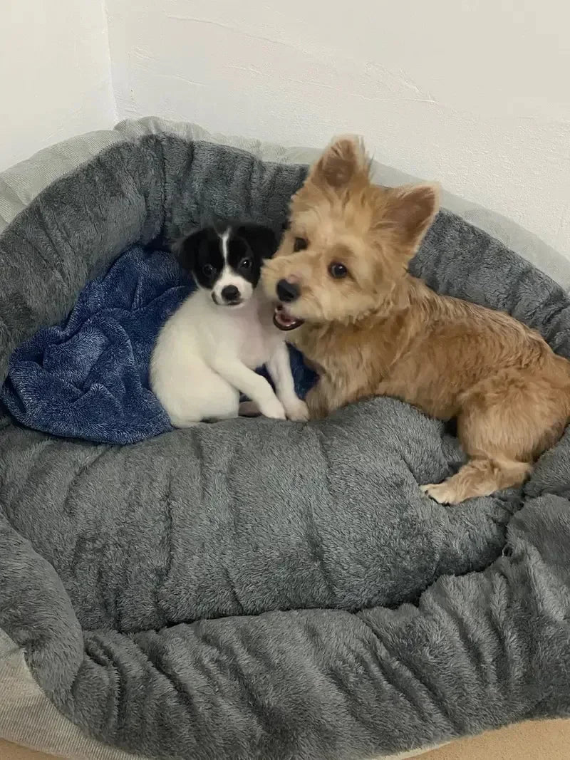 Cama Pet para cães e gatos estilo cesta